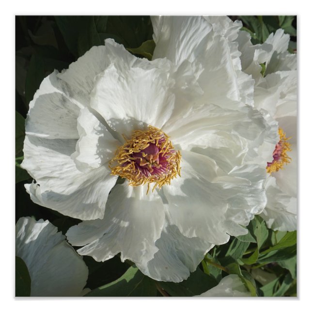 12"x12" Baumpeony Fotodruck (Vorne)