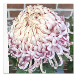 12"x12" Chrysanthemum Fotodruck
