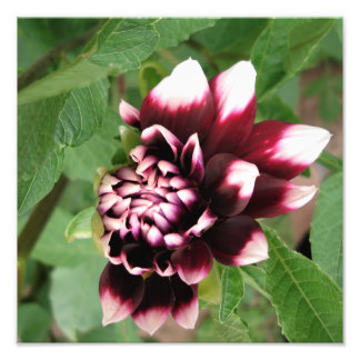 12"x12" Dahlie Fotodruck