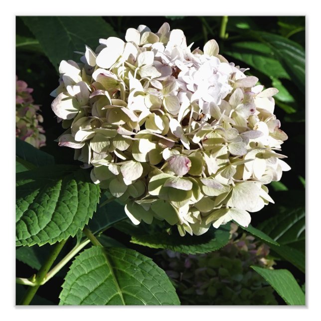 12"x12" Panicle Hydrangea Fotodruck (Vorne)