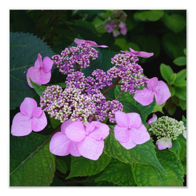 12"x12" Pink Hydrangea Fotodruck (Vorne)