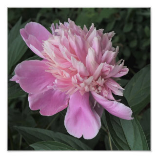 12"x12" Pink Peony Fotodruck