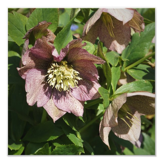 12"x12" Rosa Hellebore Fotodruck (Vorne)
