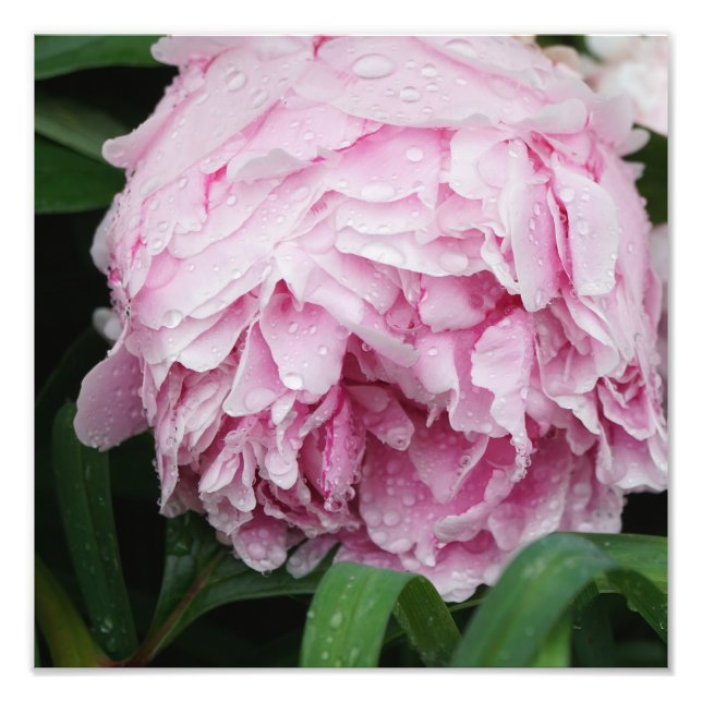 12"x12" Rosa Peony Fotodruck (Vorne)