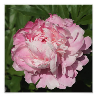 12"x12" Rosa Peony Fotodruck