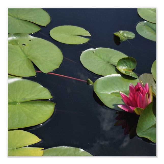 12"x12" Seerose Fotodruck (Vorne)