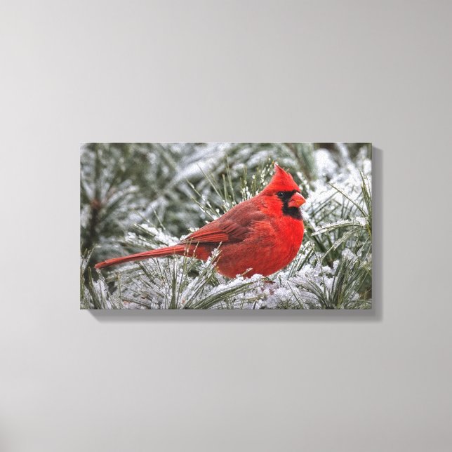 12 x 12 Canvas drucken den roten Kardinal Leinwanddruck (Vorderseite)