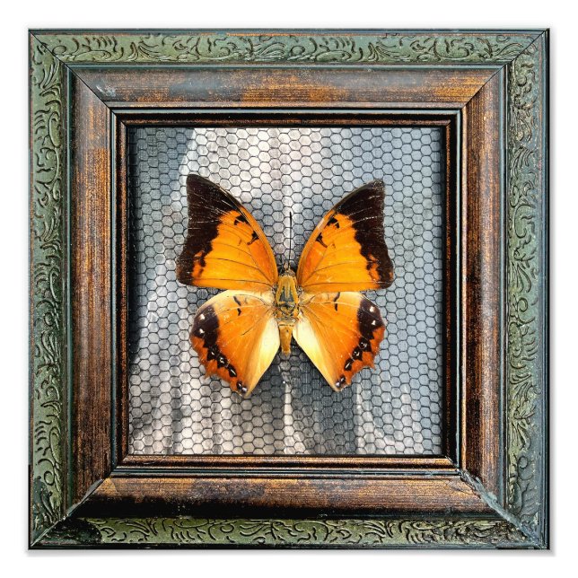 12 Zoll x 12 Zoll Schwarze Achsen Schmetterling Fotodruck (Vorne)