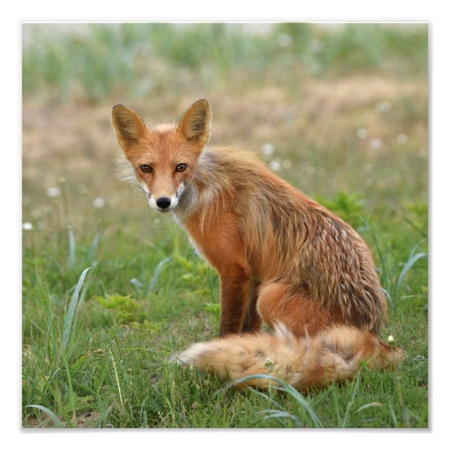 12x12 Foto von Fuchs (Vorne)