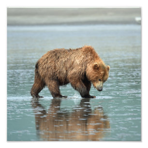 12x12 Photo satinée de l'ours grizzli