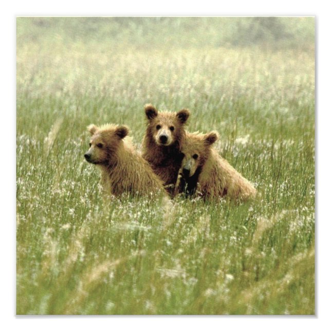12x12 Satin-Foto von Grizzlybärchen Fotodruck (Vorne)