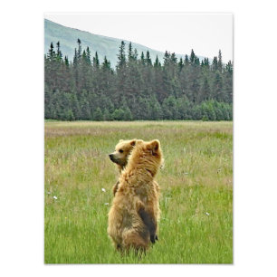 12x16 Foto mit SatinFinish von Grizzly Bären