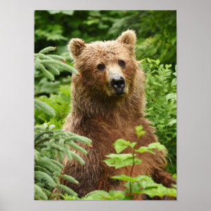 12x16 Poster (Matte) mit Grizzlybär