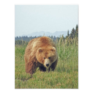 12x16 Satin photo d'arrivée de l'ours grizzli