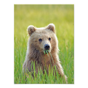 12x16 Satin photo d'arrivée de l'ourson grizzli