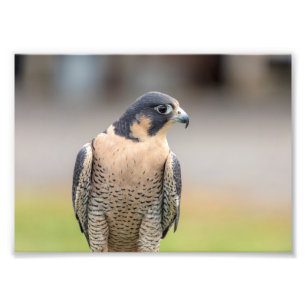 12x18 ausländischer Falke Fotodruck