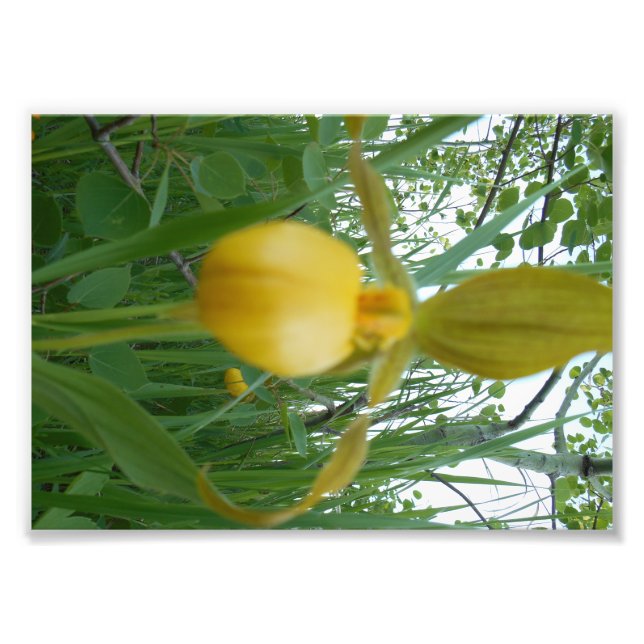 12x18 Foto drucken (Vorne)