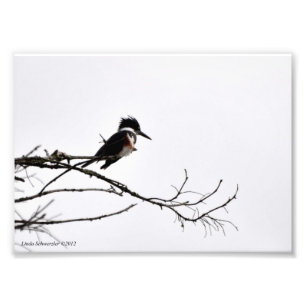 12x18 Kingfisher gegen den Sternenhimmel Fotodruck