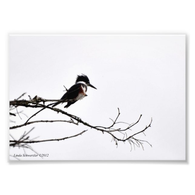 12x18 Kingfisher gegen den Sternenhimmel Fotodruck (Vorne)