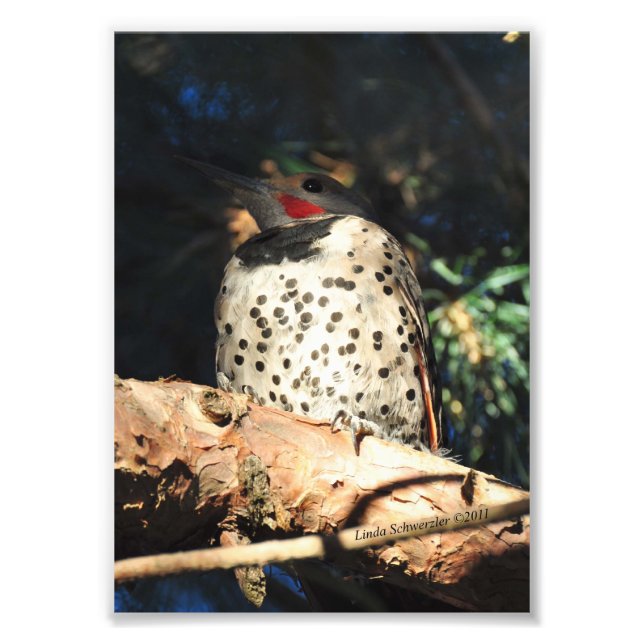 12x18 Northern Flicker Fotodruck (Vorne)