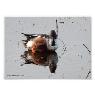 12x18 Northern Shoveler Duck Fotodruck