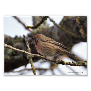 12x18 Red Finch Fotodruck