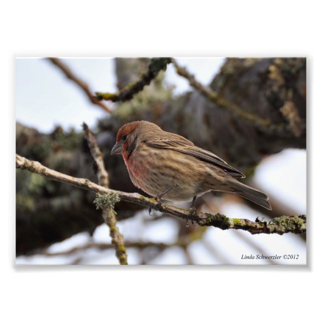 12x18 Red Finch Fotodruck (Vorne)