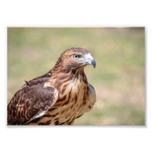 12x18 Rot-Angebundener Falke Fotodruck