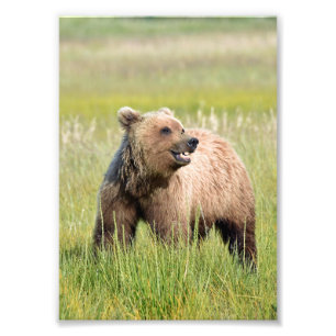 12x18 Satin Foto von Grizzlybär