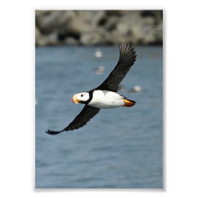 12x18 Satin Foto von Puffin (Vorne)