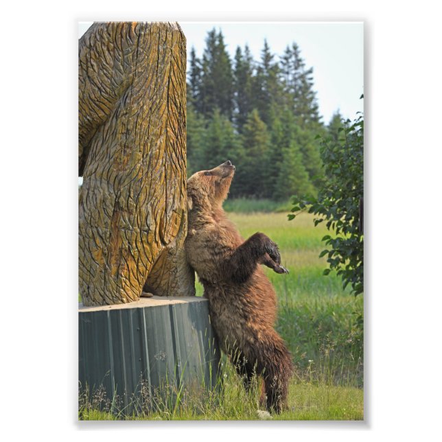 12x18 von Grizzlybär Fotodruck (Vorne)