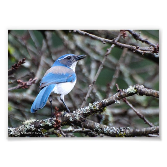 12x18 Western Blue Jay Fotodruck (Vorne)