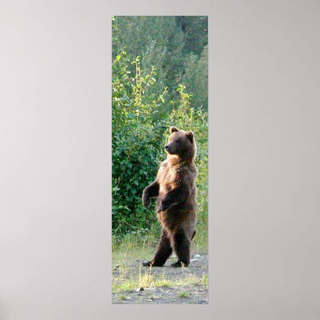 12x36  Poster Paper (Matte) of grizzly bear (Vorne)