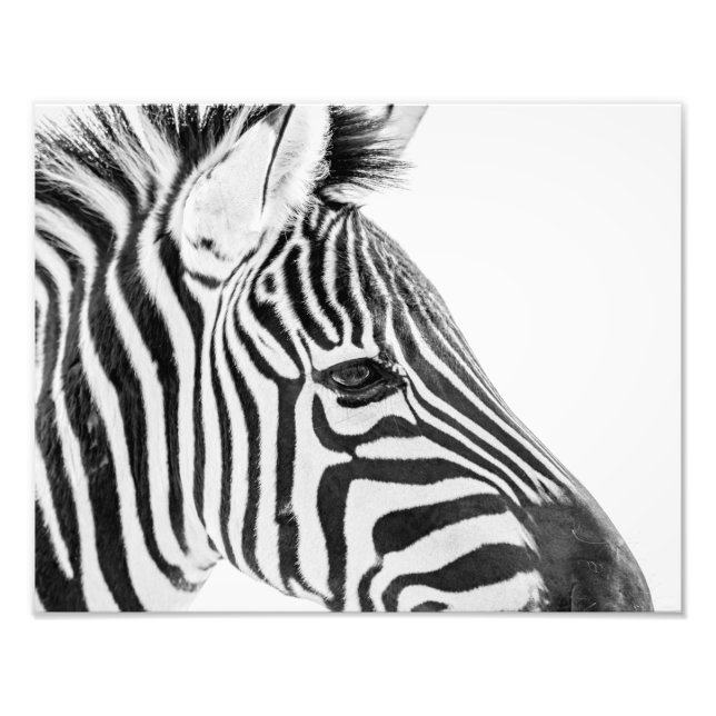 1318-Zebra Fotodruck (Vorne)
