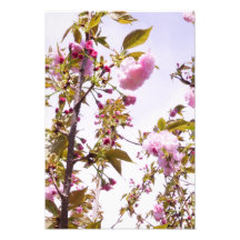13"x19" Kirschblüten