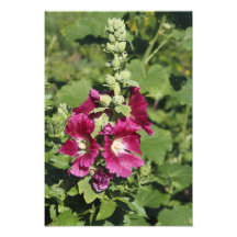 13"x19" Stockrose
