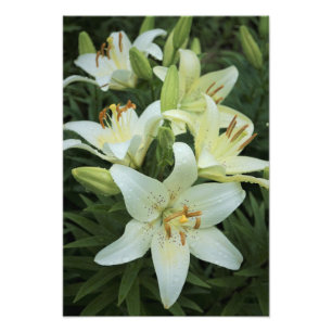 13"x19" weiße Lilien Fotodruck