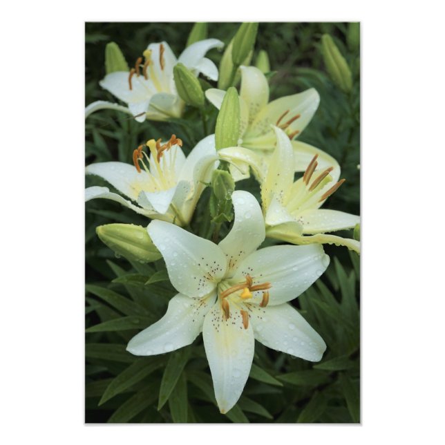 13"x19" weiße Lilien Fotodruck (Vorne)