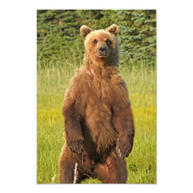 13x19 Satin photo de grizzli (Devant)