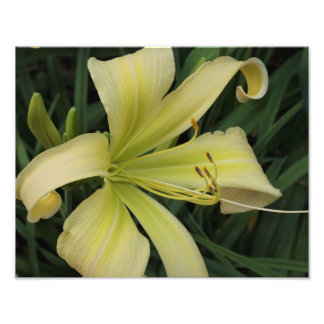 14"x11" Gelbe Taglilie Fotodruck