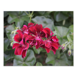 14"x11" Geranium Fotodruck