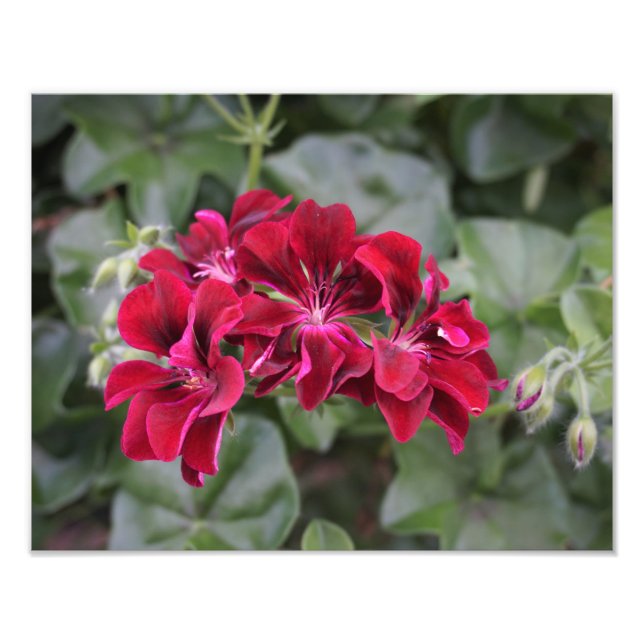 14"x11" Geranium Fotodruck (Vorne)