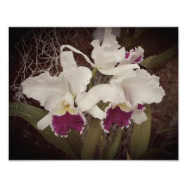 14"x11" Orchideen Fotodruck