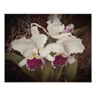 14"x11" Orchideen Fotodruck