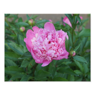 14"x11" Pink Peony Fotodruck