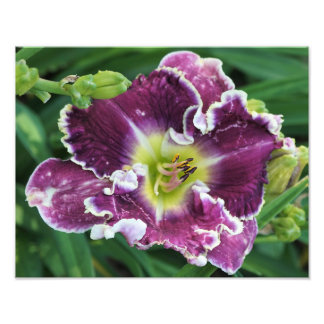 14"x11"-Taglilie Fotodruck