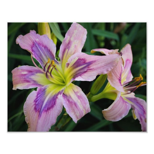 14"x11"-Taglilien Fotodruck (Vorne)