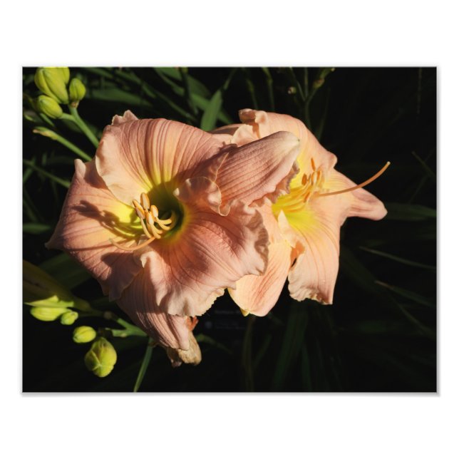 14"x11"-Taglilien Fotodruck (Vorne)