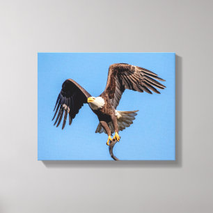 14x11 Adler mit Fisch Leinwanddruck