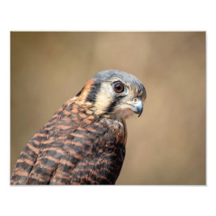 14x11 amerikanisches Kestrel Fotodruck